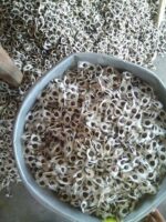 drumstick seeds. moringa seeds, odc3 moringa seeds, odc3 drumstick seeds, drumstick seeds for plantation, moringa seeds for plantation, seeds, palnt seeds