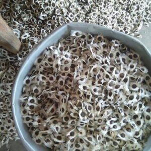 drumstick seeds. moringa seeds, odc3 moringa seeds, odc3 drumstick seeds, drumstick seeds for plantation, moringa seeds for plantation, seeds, palnt seeds