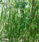 drumstick seeds. moringa seeds, odc3 moringa seeds, odc3 drumstick seeds, drumstick seeds for plantation, moringa seeds for plantation, seeds, palnt seeds