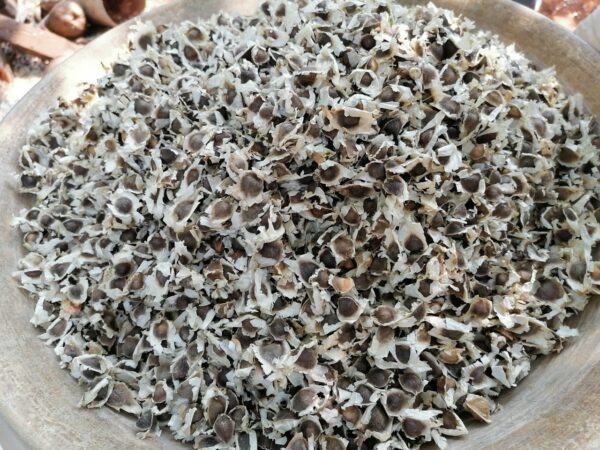 drumstick seeds. moringa seeds, odc3 moringa seeds, odc3 drumstick seeds, drumstick seeds for plantation, moringa seeds for plantation, seeds, palnt seeds