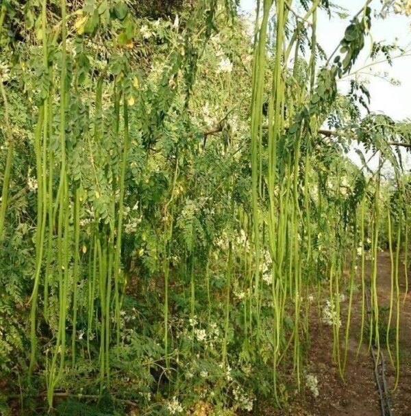 drumstick seeds. moringa seeds, odc3 moringa seeds, odc3 drumstick seeds, drumstick seeds for plantation, moringa seeds for plantation, seeds, palnt seeds