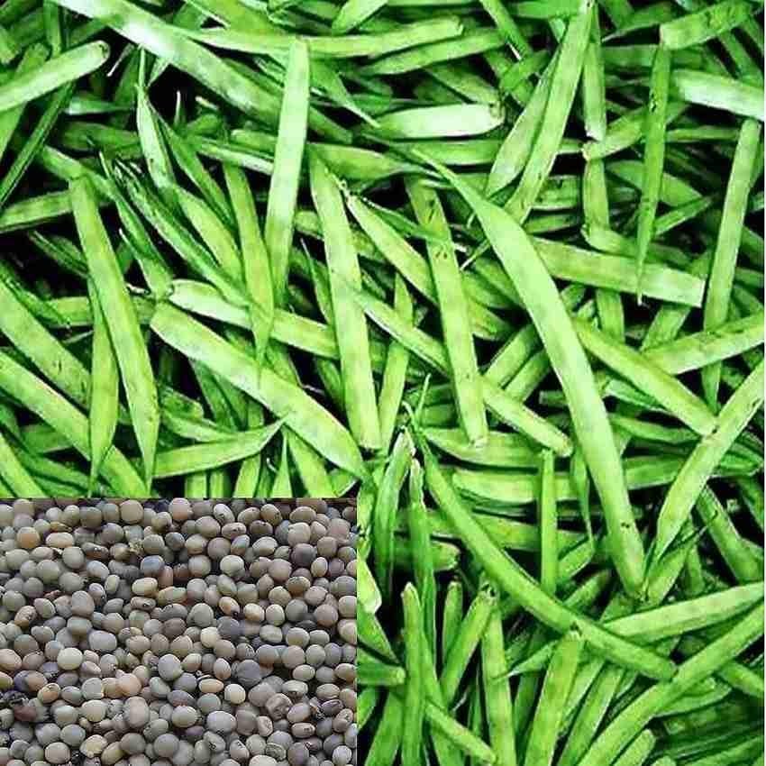 61PqCpy7VCL cluster beans, clustear bean, seed, cluster beans seed, cluster bean seed, cluster beans, clustear bean, seed, cluster beans seed, cluster bean seed, cluster beans, clustear bean, seed, cluster beans seed, cluster bean seed, cluster beans, clustear bean, seed, cluster beans seed, cluster bean seed,