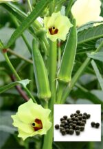 lady finger seed, okra seed, Bhindi seed, lady finger seed, okra seed, Bhindi seed, lady finger seed, okra seed, Bhindi seed, lady finger seed, okra seed, Bhindi seed, lady finger seed, okra seed, Bhindi seed, lady finger seed, okra seed, Bhindi seed, lady finger seed, okra seed, Bhindi seed, lady finger seed, okra seed, Bhindi seed,