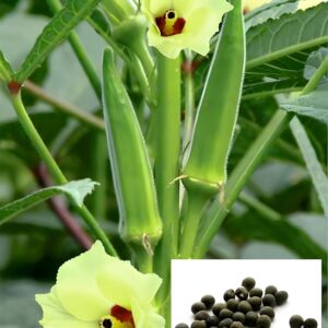 lady finger seed, okra seed, Bhindi seed, lady finger seed, okra seed, Bhindi seed, lady finger seed, okra seed, Bhindi seed, lady finger seed, okra seed, Bhindi seed, lady finger seed, okra seed, Bhindi seed, lady finger seed, okra seed, Bhindi seed, lady finger seed, okra seed, Bhindi seed, lady finger seed, okra seed, Bhindi seed,