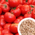 tomato seed, tomato seed, tomato seed, tomato seed, tomato seed, tomato seed, tomato seed, tomato seed, tomato seed, tomato seed, tomato seed, tomato seed,