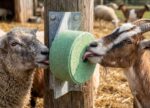 Lick for Cow; calf;cattle;പശു ലിക്ക് ബ്ലോക്ക്;Animals medicine;animals mineral supplements,animals supplements,cow supplements; mineral mixture cow