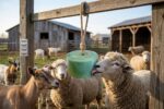 Lick for Cow; calf;cattle;പശു ലിക്ക് ബ്ലോക്ക്;Animals medicine;animals mineral supplements,animals supplements,cow supplements; mineral mixture cow