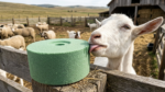 Lick for Cow; calf;cattle;പശു ലിക്ക് ബ്ലോക്ക്;Animals medicine;animals mineral supplements,animals supplements,cow supplements; mineral mixture cow